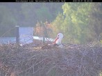 Archiv Foto Webcam Nationalpark Bayerischer Wald - Storchennest - Grafenau 05:00