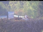 Archiv Foto Webcam Nationalpark Bayerischer Wald - Storchennest - Grafenau 06:00