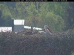 Archiv Foto Webcam Nationalpark Bayerischer Wald - Storchennest - Grafenau 07:00