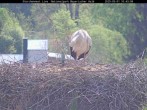 Archiv Foto Webcam Nationalpark Bayerischer Wald - Storchennest - Grafenau 09:00