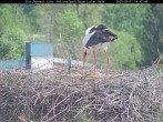 Archiv Foto Webcam Nationalpark Bayerischer Wald - Storchennest - Grafenau 13:00