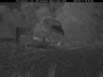 Archiv Foto Webcam Nationalpark Bayerischer Wald - Storchennest - Grafenau 03:00