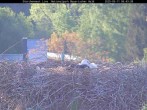 Archiv Foto Webcam Nationalpark Bayerischer Wald - Storchennest - Grafenau 05:00