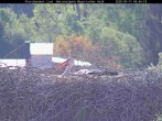 Archiv Foto Webcam Nationalpark Bayerischer Wald - Storchennest - Grafenau 07:00