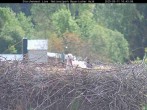 Archiv Foto Webcam Nationalpark Bayerischer Wald - Storchennest - Grafenau 09:00
