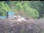 Archiv Foto Webcam Nationalpark Bayerischer Wald - Storchennest - Grafenau 11:00