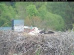 Archiv Foto Webcam Nationalpark Bayerischer Wald - Storchennest - Grafenau 13:00