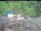 Archiv Foto Webcam Nationalpark Bayerischer Wald - Storchennest - Grafenau 15:00