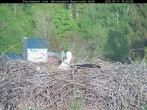 Archiv Foto Webcam Nationalpark Bayerischer Wald - Storchennest - Grafenau 17:00