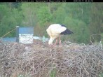 Archiv Foto Webcam Nationalpark Bayerischer Wald - Storchennest - Grafenau 19:00