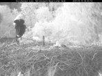 Archived image Webcam Bavarian Forest National Park - Stork Nest 03:00