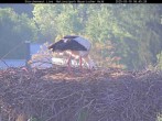 Archived image Webcam Bavarian Forest National Park - Stork Nest 05:00