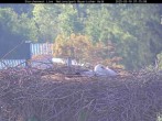 Archived image Webcam Bavarian Forest National Park - Stork Nest 06:00