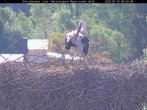 Archived image Webcam Bavarian Forest National Park - Stork Nest 07:00