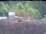 Archived image Webcam Bavarian Forest National Park - Stork Nest 09:00