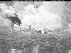 Archived image Webcam Bavarian Forest National Park - Stork Nest 03:00