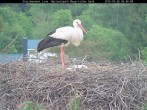 Archived image Webcam Bavarian Forest National Park - Stork Nest 05:00