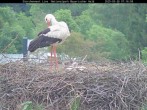 Archived image Webcam Bavarian Forest National Park - Stork Nest 06:00
