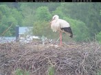 Archived image Webcam Bavarian Forest National Park - Stork Nest 07:00
