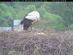 Archived image Webcam Bavarian Forest National Park - Stork Nest 09:00