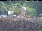 Archiv Foto Webcam Nationalpark Bayerischer Wald - Storchennest - Grafenau 09:00