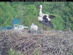 Archiv Foto Webcam Nationalpark Bayerischer Wald - Storchennest - Grafenau 15:00