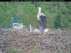 Archiv Foto Webcam Nationalpark Bayerischer Wald - Storchennest - Grafenau 17:00