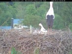 Archiv Foto Webcam Nationalpark Bayerischer Wald - Storchennest - Grafenau 19:00