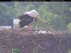 Archiv Foto Webcam Nationalpark Bayerischer Wald - Storchennest - Grafenau 06:00