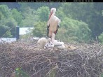 Archiv Foto Webcam Nationalpark Bayerischer Wald - Storchennest - Grafenau 09:00