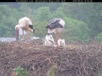 Archiv Foto Webcam Nationalpark Bayerischer Wald - Storchennest - Grafenau 13:00