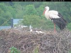 Archiv Foto Webcam Nationalpark Bayerischer Wald - Storchennest - Grafenau 15:00