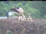 Archiv Foto Webcam Nationalpark Bayerischer Wald - Storchennest - Grafenau 09:00
