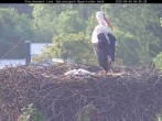 Archiv Foto Webcam Nationalpark Bayerischer Wald - Storchennest - Grafenau 05:00