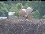 Archiv Foto Webcam Nationalpark Bayerischer Wald - Storchennest - Grafenau 09:00