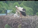 Archiv Foto Webcam Nationalpark Bayerischer Wald - Storchennest - Grafenau 11:00
