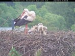 Archiv Foto Webcam Nationalpark Bayerischer Wald - Storchennest - Grafenau 07:00