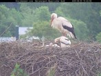 Archiv Foto Webcam Nationalpark Bayerischer Wald - Storchennest - Grafenau 09:00