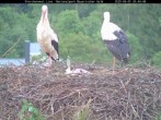 Archiv Foto Webcam Nationalpark Bayerischer Wald - Storchennest - Grafenau 19:00