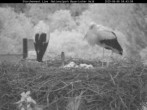 Archived image Webcam Bavarian Forest National Park - Stork Nest 03:00