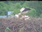 Archived image Webcam Bavarian Forest National Park - Stork Nest 05:00
