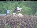 Archived image Webcam Bavarian Forest National Park - Stork Nest 06:00