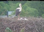 Archived image Webcam Bavarian Forest National Park - Stork Nest 07:00