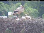 Archived image Webcam Bavarian Forest National Park - Stork Nest 09:00