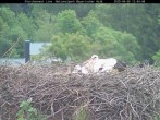 Archived image Webcam Bavarian Forest National Park - Stork Nest 11:00