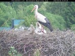 Archived image Webcam Bavarian Forest National Park - Stork Nest 13:00