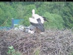Archived image Webcam Bavarian Forest National Park - Stork Nest 15:00