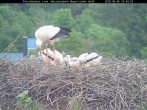 Archived image Webcam Bavarian Forest National Park - Stork Nest 17:00