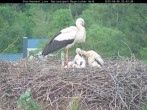 Archiv Foto Webcam Nationalpark Bayerischer Wald - Storchennest - Grafenau 19:00