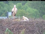 Archiv Foto Webcam Nationalpark Bayerischer Wald - Storchennest - Grafenau 05:00